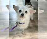 Small #1 Doxiepoo (Miniature)