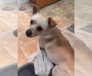 Mutt Dogs for adoption in Coralville, IA, USA