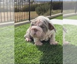 Small English Bulldog