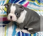 Small #2 Boston Terrier