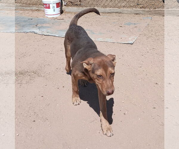 Medium Photo #5 Australian Kelpie Puppy For Sale in Apple Valley, CA, USA
