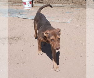Skywalker - Male Australian Kelpie Dog for Adoption - Photo #5