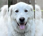 Small #10 Great Pyrenees