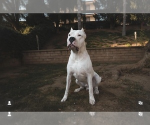 Dogo Argentino Puppy for sale in LA VERNE, CA, USA