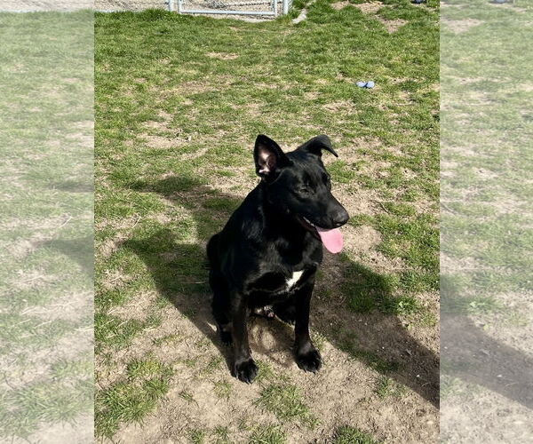 Medium Photo #2 Labrador Retriever-Unknown Mix Puppy For Sale in Emmett, ID, USA