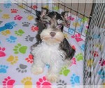 Small Photo #7 Schnauzer (Miniature) Puppy For Sale in ORO VALLEY, AZ, USA