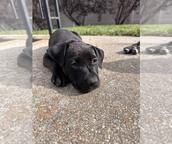 Medium Photo #6 Mutt Puppy For Sale in Sandy, UT, USA