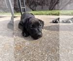 Small #5 Mutt