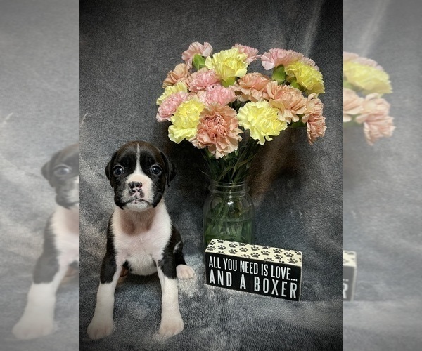 Medium Photo #6 Boxer Puppy For Sale in CHATFIELD, MN, USA