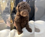 Small Photo #1 Labradoodle Puppy For Sale in PINEHURST, TX, USA