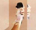 Small Photo #4 Havanese Puppy For Sale in CASA GRANDE, AZ, USA