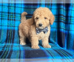 Goldendoodle (Miniature) Puppy for sale in LAKELAND, FL, USA