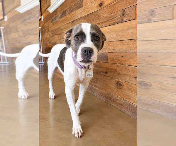 Medium Photo #1 Bull-Boxer Puppy For Sale in Chandler, AZ, USA