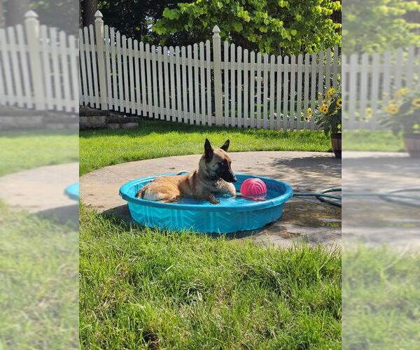 Medium Photo #3 Mutt Puppy For Sale in Stevens Point, WI, USA