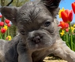 Small #4 French Bulldog