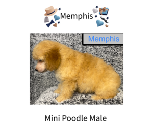 Poodle (Miniature) Puppy for Sale in AZLE, Texas USA