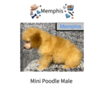 Image preview for Ad Listing. Nickname: Memphis