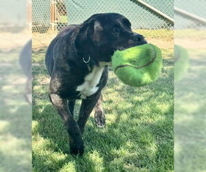 Finn - Male Presa Canario-Unknown Mix Dog for Adoption - Photo #3