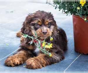 Cocker Spaniel Puppy for sale in WAKARUSA, IN, USA
