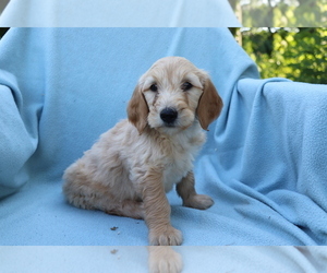 Goldendoodle (Miniature) Puppy for sale in SHILOH, OH, USA
