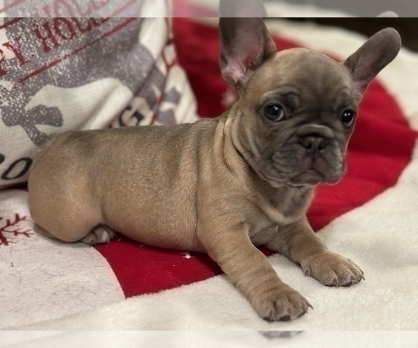 Medium Photo #5 French Bulldog Puppy For Sale in OAKDALE, CA, USA