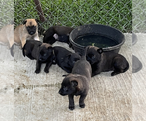 Belgian Malinois Puppy for sale in PALATKA, FL, USA