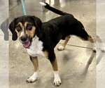 Small Beagle Mix