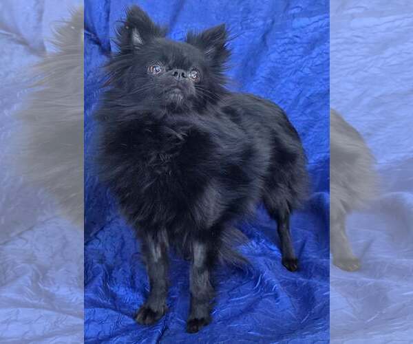 Medium Photo #3 Chihuahua-Unknown Mix Puppy For Sale in Cuba, NY, USA