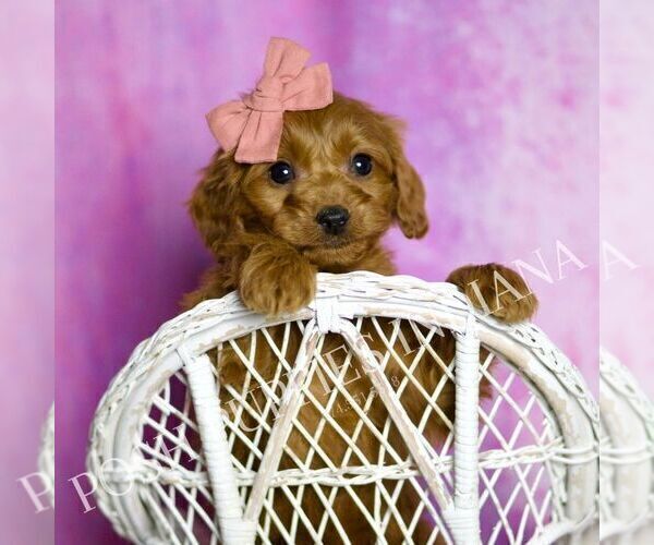 Medium Photo #3 Cavapoo (Miniature) Puppy For Sale in WARSAW, IN, USA