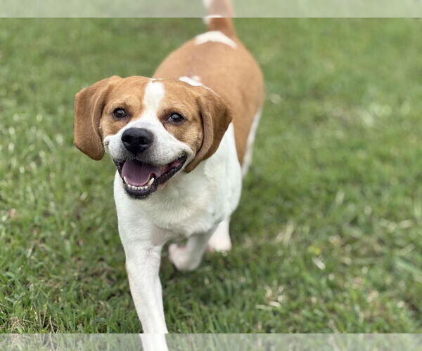 Medium Photo #3 Mutt Puppy For Sale in Virginia Beach, VA, USA