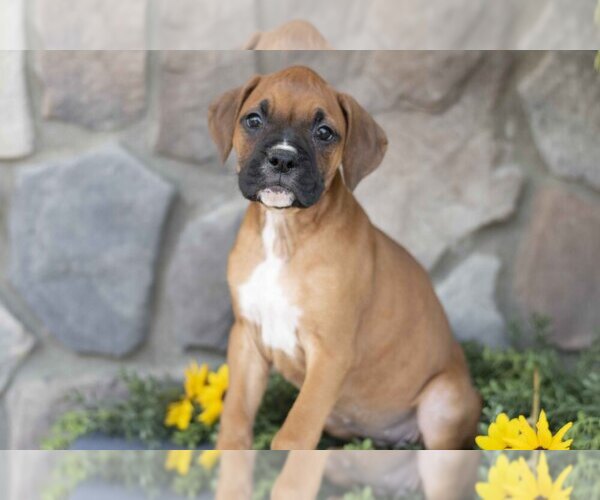 Medium Photo #3 Boxer Puppy For Sale in SHILOH, OH, USA
