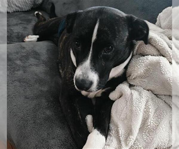 Medium Photo #1 Mutt Puppy For Sale in Tulsa, OK, USA