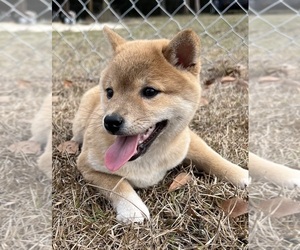 Shiba Inu Puppy for sale in MIAMI BEACH, FL, USA