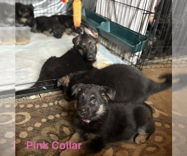 Medium Photo #2 German Shepherd Dog Puppy For Sale in SUMPTER TWP, MI, USA