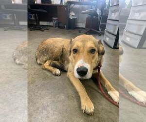 Labrador Retriever-Unknown Mix Dogs for adoption in Fairfield, IL, USA