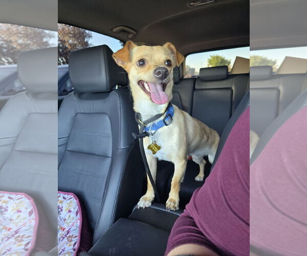 Medium Photo #10 Chihuahua Puppy For Sale in Sandy, UT, USA