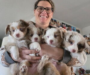 Miniature Australian Shepherd Puppy for sale in SONORA, CA, USA