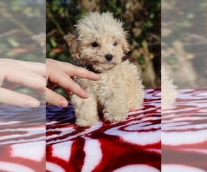 Poodle (Toy) Puppy for sale in DYERSBURG, TN, USA