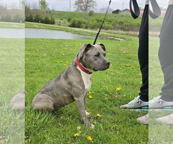 Medium Photo #3 American Pit Bull Terrier-Unknown Mix Puppy For Sale in Oskaloosa, IA, USA