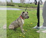 Small #2 American Pit Bull Terrier Mix