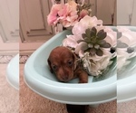 Small Photo #2 Dachshund Puppy For Sale in NEW PORT RICHEY, FL, USA