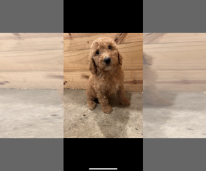 Bernedoodle-Poodle (Standard) Mix Puppy for sale in CORRYTON, TN, USA
