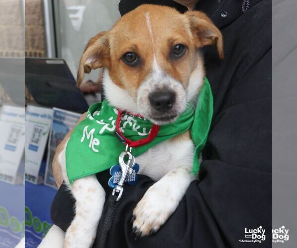Medium Photo #2 Mutt Puppy For Sale in Washington, DC, USA