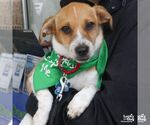 Small #1 Mutt