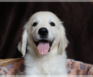 Medium English Cream Golden Retriever