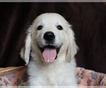 Puppy Barracuda English Cream Golden Retriever