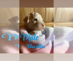 Puppy Blue collar Cavapoo