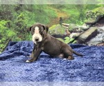 Small #15 Catahoula Leopard Dog