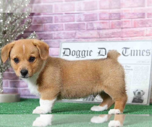 Medium Photo #5 Pembroke Welsh Corgi Puppy For Sale in BEL AIR, MD, USA