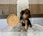 Sharla - Female Yorkshire Terrier Puppy for Sale - Photo #9